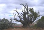 PICTURES/Kodachrome Basin State Park/t_Artsy Dead Tree.JPG